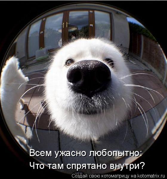 Всем ужасно любопытно: Что там спрятано внутри?... Котоматрица: Всем ужасно любопытно: Что там спрятано внутри?