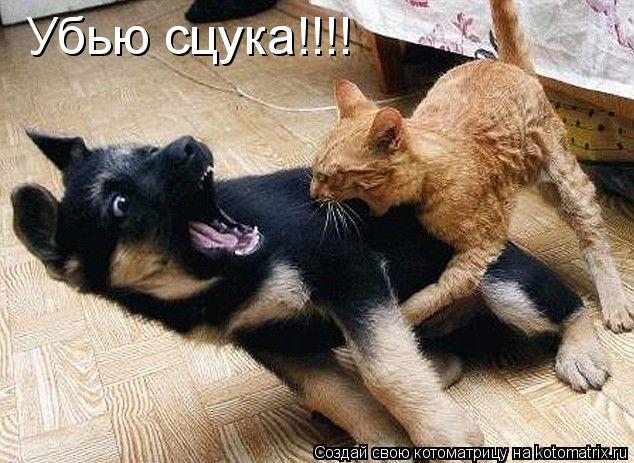 Убью сцука!!!!... Котоматрица: Убью сцука!!!!
