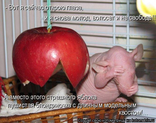 - Вот я сейчас открою глаза, и я снова молод, волосат и на свободе!!! А вместо этого страшного яблока... Котоматрица: - Вот я сейчас открою глаза, и я снова молод, волосат и на свободе!!! А вместо этого страшного яблока пушистая блондиночка с длинным модельным