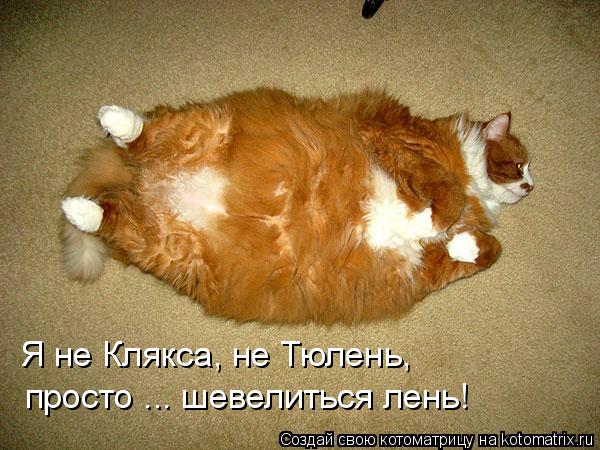 я тюлень мне все лень фото онлайн я тюлень мне все лень фото