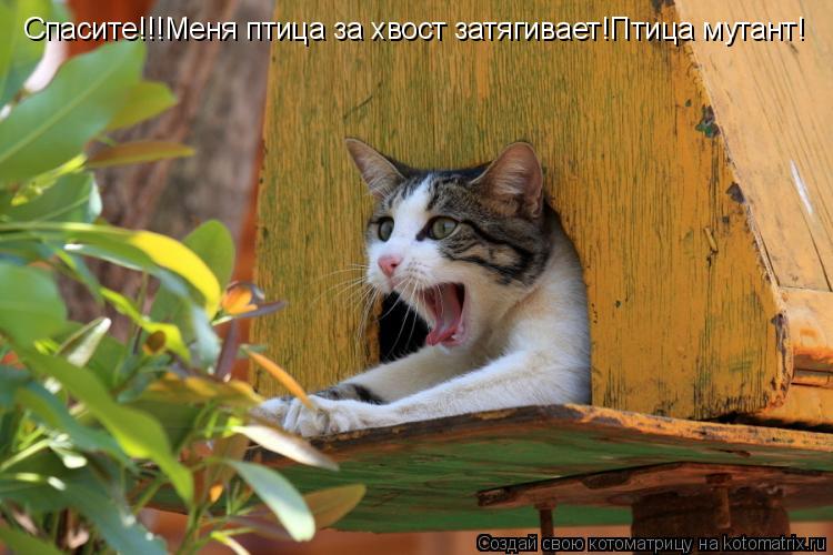 Спасите!!!Меня птица за хвост затягивает!Птица мутант!... Котоматрица: Спасите!!!Меня птица за хвост затягивает!Птица мутант!