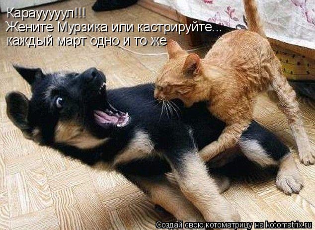 Караууууул!!! Жените Мурзика или кастрируйте... каждый март одно и то же... Котоматрица: Караууууул!!! Жените Мурзика или кастрируйте... каждый март одно и то же