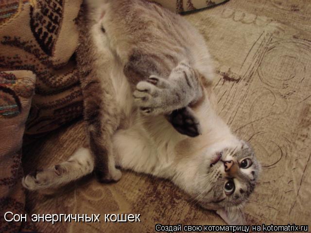 Сон энергичных кошек... Котоматрица: Сон энергичных кошек