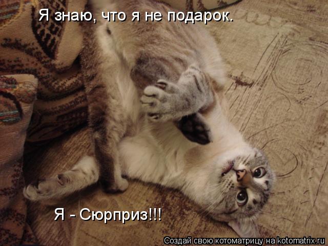 Я знаю, что я не подарок. Я - Сюрприз!!!... Котоматрица: Я знаю, что я не подарок. Я - Сюрприз!!!
