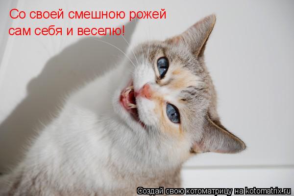 Котоматрица: Со своей смешною рожей сам себя и веселю!