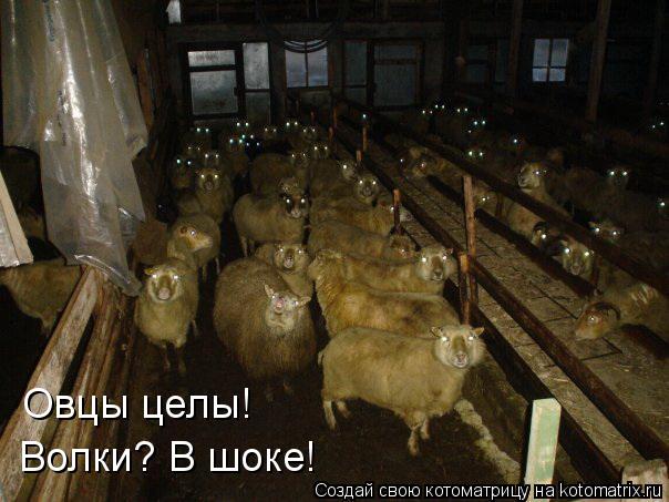 Овцы целы! Волки? В шоке!... Котоматрица: Овцы целы! Волки? В шоке!