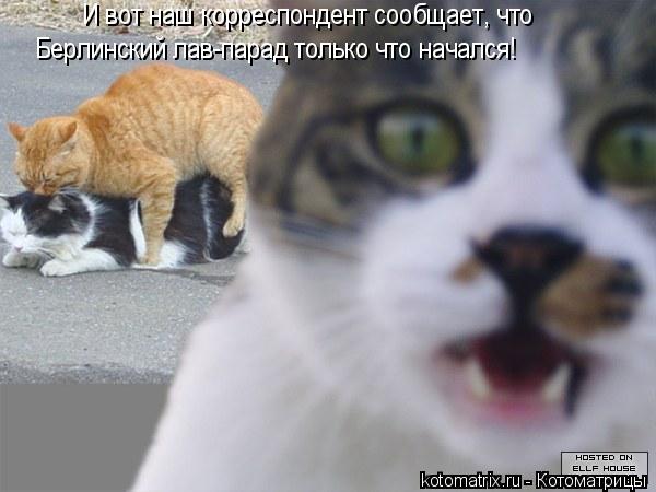 И вот наш корреспондент сообщает, что Берлинский лав-парад только что начался!... Котоматрица: И вот наш корреспондент сообщает, что Берлинский лав-парад только что начался!