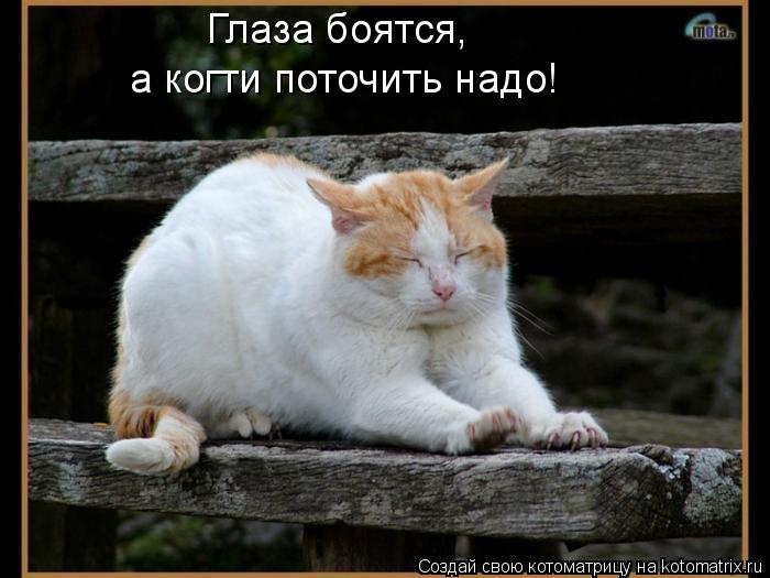 Глаза боятся, а когти поточить надо!... Котоматрица: Глаза боятся, а когти поточить надо!