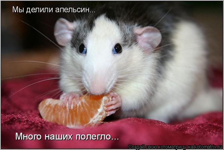 Мы делили апельсин... Много наших полегло...... Котоматрица: Мы делили апельсин... Много наших полегло...