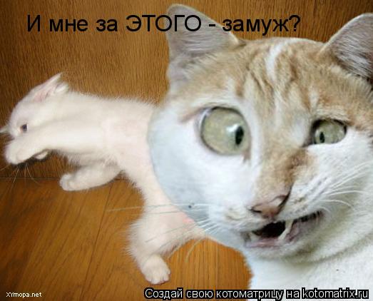И мне за ЭТОГО - замуж?... Котоматрица: И мне за ЭТОГО - замуж?