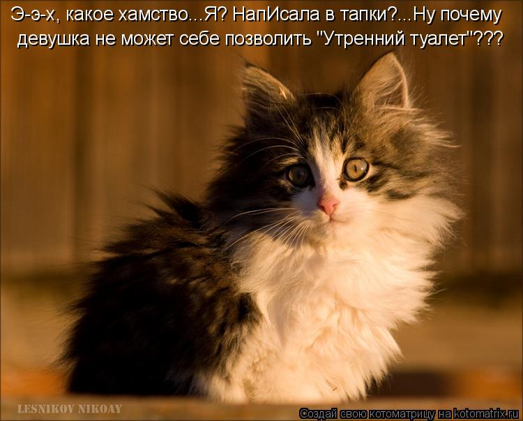 Котоматрица: Э-э-х, какое хамство...Я? НапИсала в тапки?...Ну почему девушка не может себе позволить "Утренний туалет"???