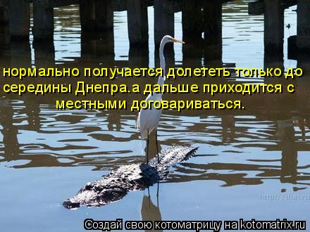 Котоматрица: нормально получается долететь только до середины Днепра.а дальше приходится с  местными договариваться.