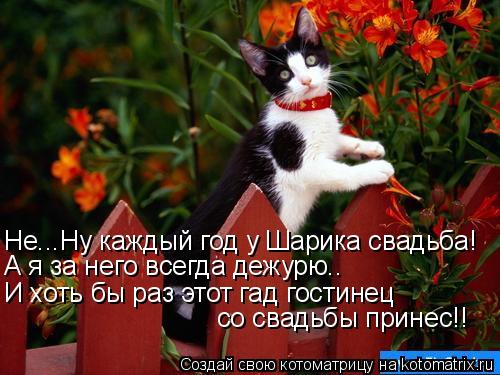 Не...Ну каждый год у Шарика свадьба! А я за него всегда дежурю.. И хоть бы раз этот гад гостинец со ... Котоматрица: Не...Ну каждый год у Шарика свадьба! А я за него всегда дежурю.. И хоть бы раз этот гад гостинец со свадьбы принес!!
