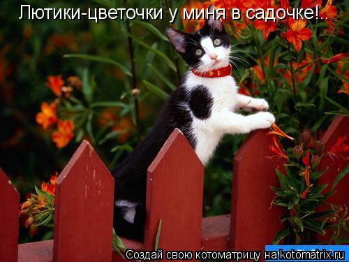 Лютики-цветочки у миня в садочке!..... Котоматрица: Лютики-цветочки у миня в садочке!..