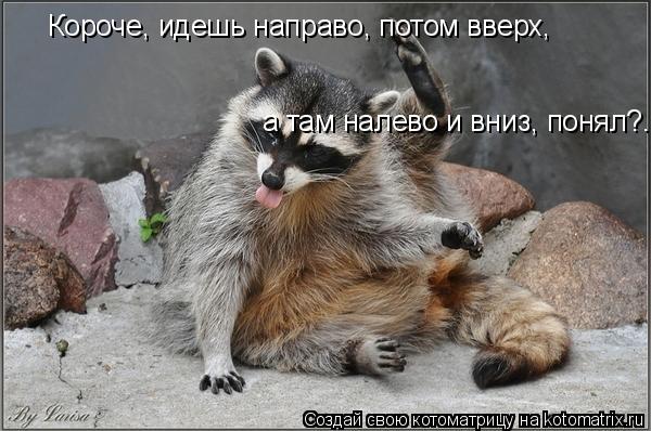 Короче, идешь направо, потом вверх, а там налево и вниз, понял?..... Котоматрица: Короче, идешь направо, потом вверх, а там налево и вниз, понял?..