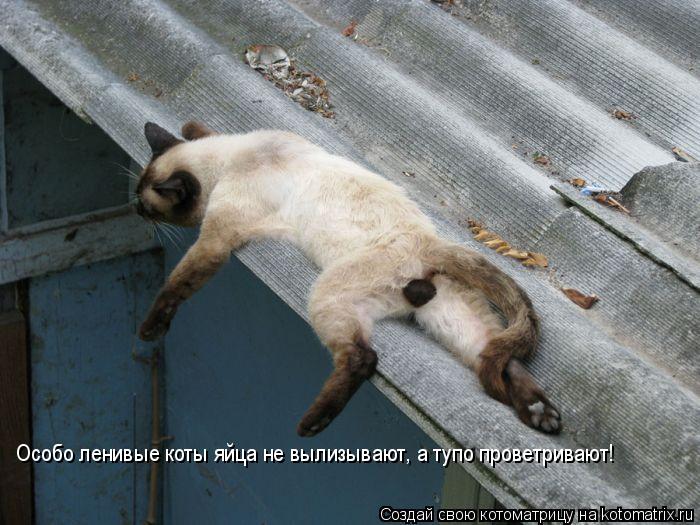 Особо ленивые коты яйца не вылизывают, а тупо проветривают!... Котоматрица: Особо ленивые коты яйца не вылизывают, а тупо проветривают!