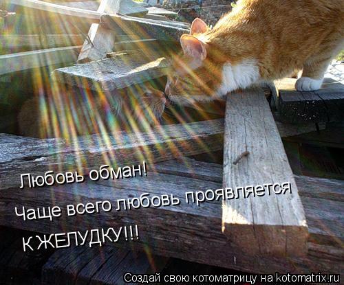 Любовь обман! Чаще всего любовь проявляется К ЖЕЛУДКУ!!!... Котоматрица: Любовь обман! Чаще всего любовь проявляется К ЖЕЛУДКУ!!!