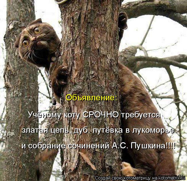 Котоматрица: Объявление: Учёному коту СРОЧНО требуется  златая цепь, дуб, путёвка в лукоморье  и собрание сочинений А.С. Пушкина!!!!