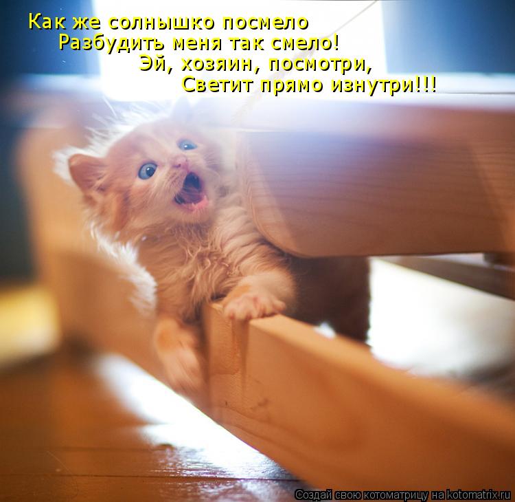 Как же солнышко посмело Разбудить меня так смело! Эй, хозяин, посмотри, Светит прямо изнутри!!!... Котоматрица: Как же солнышко посмело Разбудить меня так смело! Эй, хозяин, посмотри, Светит прямо изнутри!!!