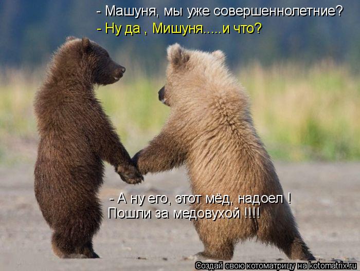 Котоматрица: - Машуня, мы уже совершеннолетние? - Ну да , Мишуня.....и что? - А ну его, этот мёд, надоел ! Пошли за медовухой !!!!