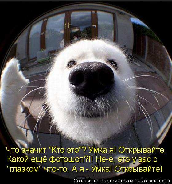 Что значит "Кто это"? Умка я! Открывайте. Какой ещё фотошоп?!! Не-е, это у вас с "глазком" что-то. А ... Котоматрица: Что значит "Кто это"? Умка я! Открывайте. Какой ещё фотошоп?!! Не-е, это у вас с "глазком" что-то. А я - Умка! Открывайте!