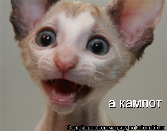 а кампот... Котоматрица: а кампот
