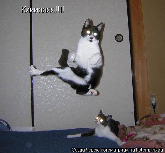 Кииияяяя!!!!... Котоматрица: Кииияяяя!!!!