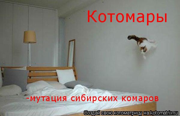 Котоматрица: Котомары -мутация сибирских комаров