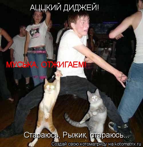 Котоматрица: АЦЦКИЙ ДИДЖЕЙ! МУСЬКА, ОТЖИГАЕМ! МУСЬКА, ОТЖИГАЕМ! Стараюсь, Рыжик, стараюсь...