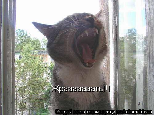Котоматрица: Жрааааааать!!!!