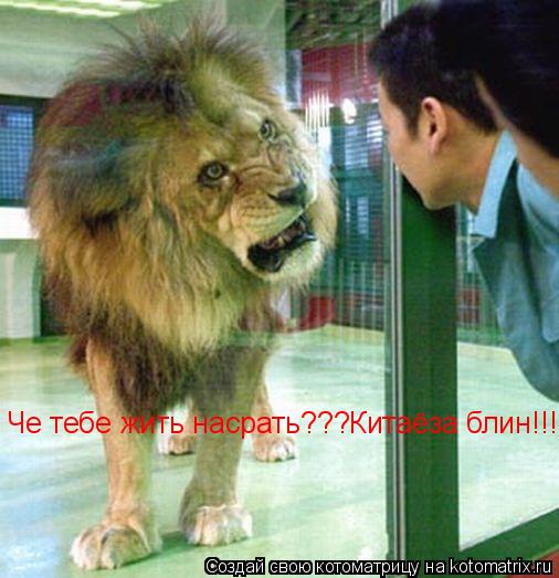 Котоматрица: Че тебе жить насрать???Китаёза блин!!!!