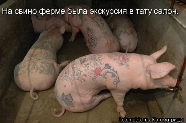 На свино ферме была экскурсия в тату салон.... Котоматрица: На свино ферме была экскурсия в тату салон.