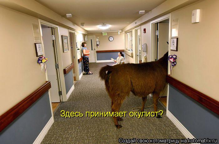 Здесь принимает окулист?... Котоматрица: Здесь принимает окулист?