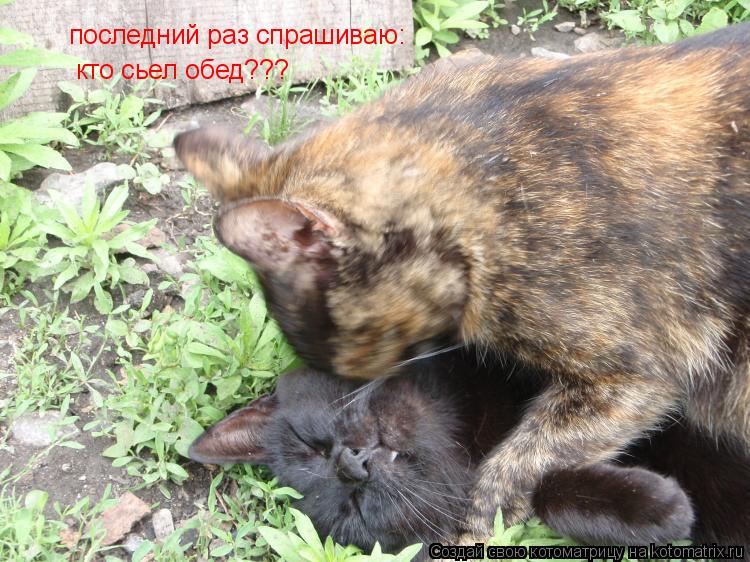последний раз спрашиваю: кто сьел обед???... Котоматрица: последний раз спрашиваю: кто сьел обед???