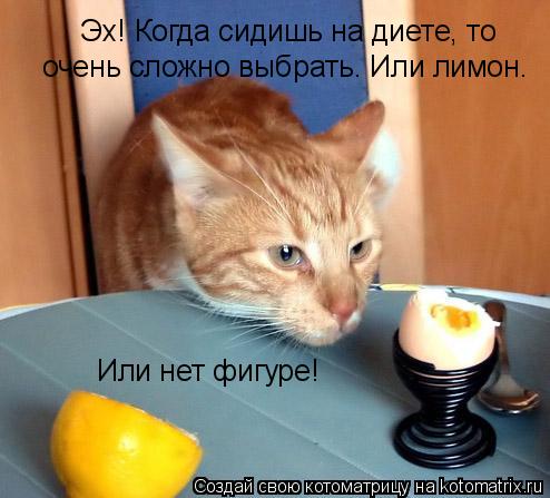 Эх! Когда сидишь на диете, то очень сложно выбрать. Или лимон. Или нет фигуре!... Котоматрица: Эх! Когда сидишь на диете, то очень сложно выбрать. Или лимон. Или нет фигуре!
