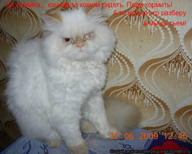 Эй,хозяйка....кончай за комом сидеть. Пора кормить! А то ночью его разберу а мышь сьем!... Котоматрица: Эй,хозяйка....кончай за комом сидеть. Пора кормить! А то ночью его разберу а мышь сьем!