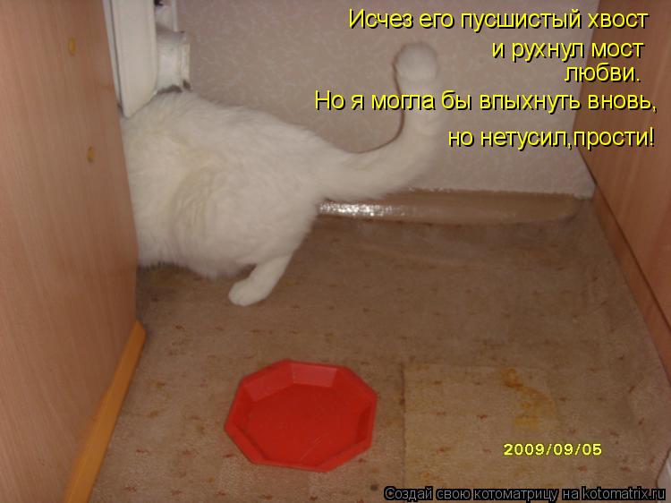 Исчез его пусшистый хвост и рухнул мост любви. Но я могла бы впыхнуть вновь, но нетусил,прости!... Котоматрица: Исчез его пусшистый хвост и рухнул мост любви. Но я могла бы впыхнуть вновь, но нетусил,прости!