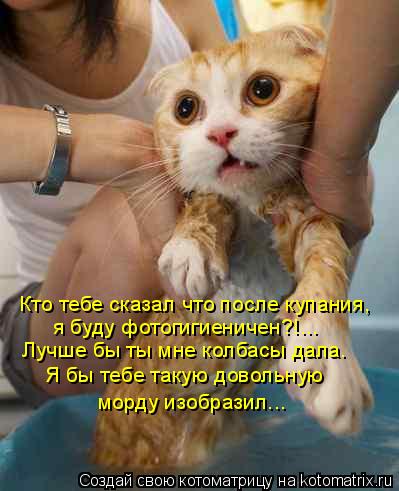 Кто тебе сказал что после купания, я буду фотогигиеничен?!... Лучше бы ты мне колбасы дала. Я бы тебе... Котоматрица: Кто тебе сказал что после купания, я буду фотогигиеничен?!... Лучше бы ты мне колбасы дала. Я бы тебе такую довольную морду изобразил...