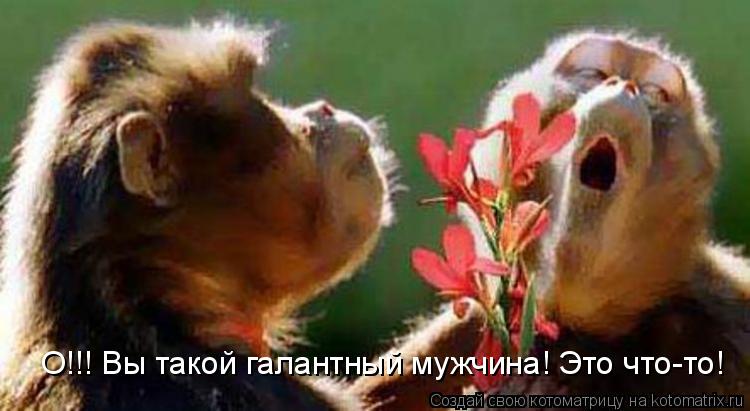 О!!! Вы такой галантный мужчина! Это что-то!... Котоматрица: О!!! Вы такой галантный мужчина! Это что-то!