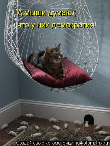 Котоматрица: что у них демократия! А мыши думают,