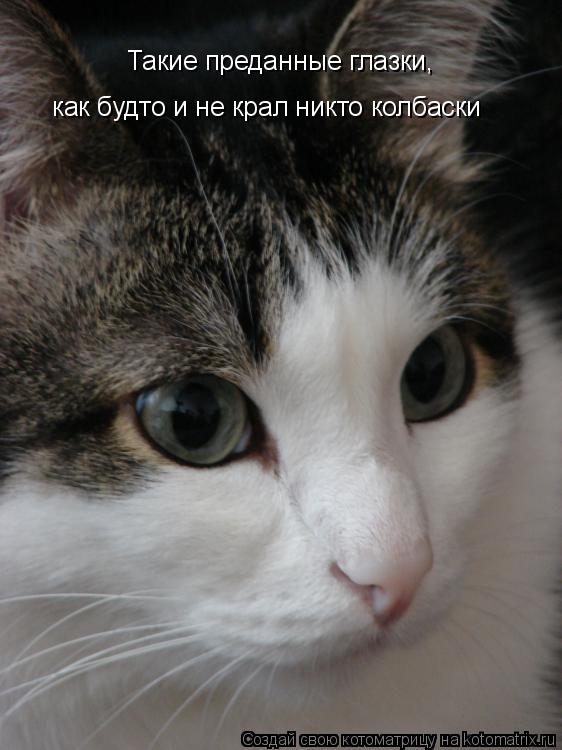 Такие преданные глазки, как будто и не крал никто колбаски... Котоматрица: Такие преданные глазки, как будто и не крал никто колбаски