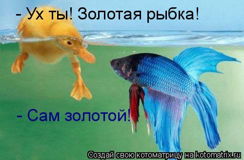 Ух ты! Золотая Ры - Ух ты! Золотая рыбка! - Сам золотой!... Котоматрица: Ух ты! Золотая Ры - Ух ты! Золотая рыбка! - Сам золотой!