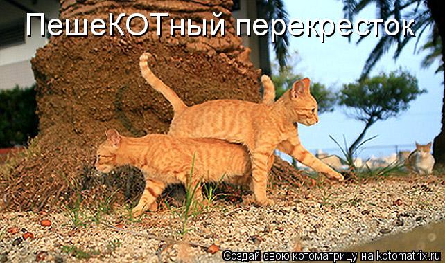 ПешеКОТный перекресток... Котоматрица: ПешеКОТный перекресток