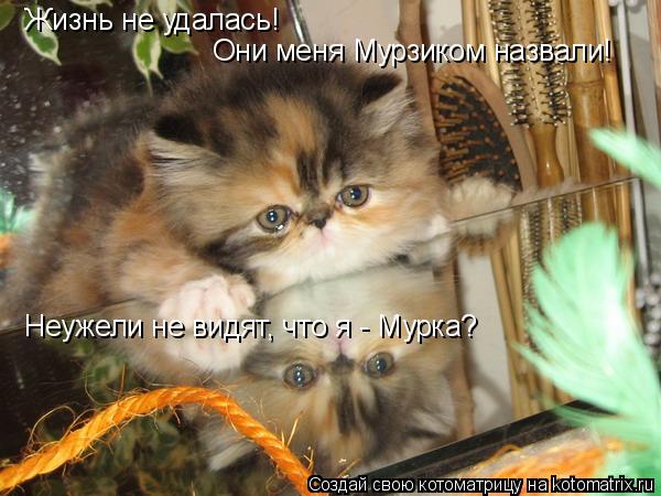 Жизнь не удалась! Они меня Мурзиком назвали! Неужели не видят, что я - Мурка?... Котоматрица: Жизнь не удалась! Они меня Мурзиком назвали! Неужели не видят, что я - Мурка?