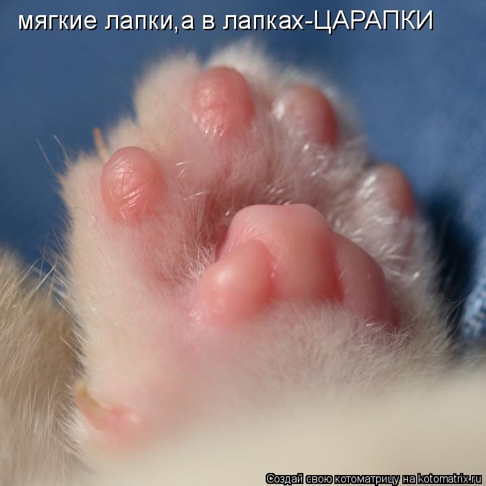 мягкие лапки,а в лапках-ЦАРАПКИ... Котоматрица: мягкие лапки,а в лапках-ЦАРАПКИ