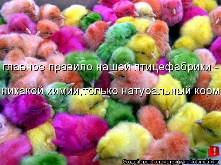 главное правило нашей птицефабрики - никакой химии,только натуральный корм!... Котоматрица: главное правило нашей птицефабрики - никакой химии,только натуральный корм!