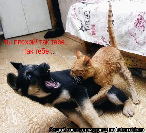 ты плохой! так тебе.... так тебе...... Котоматрица: ты плохой! так тебе.... так тебе...