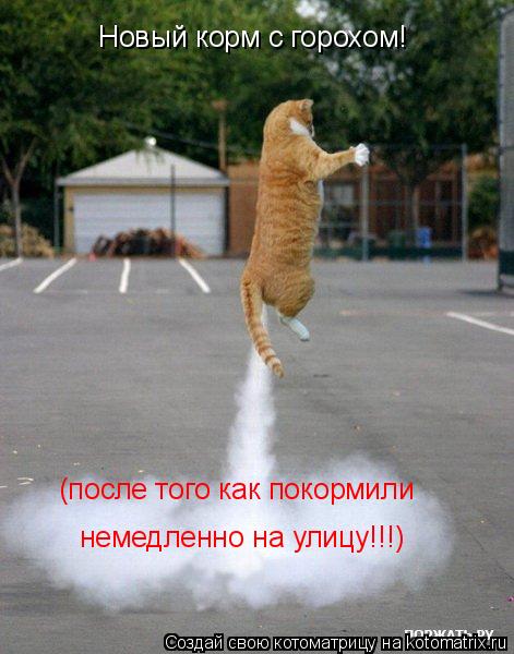 Новый корм с горохом! (после того как покормили немедленно на улицу!!!)... Котоматрица: Новый корм с горохом! (после того как покормили немедленно на улицу!!!)
