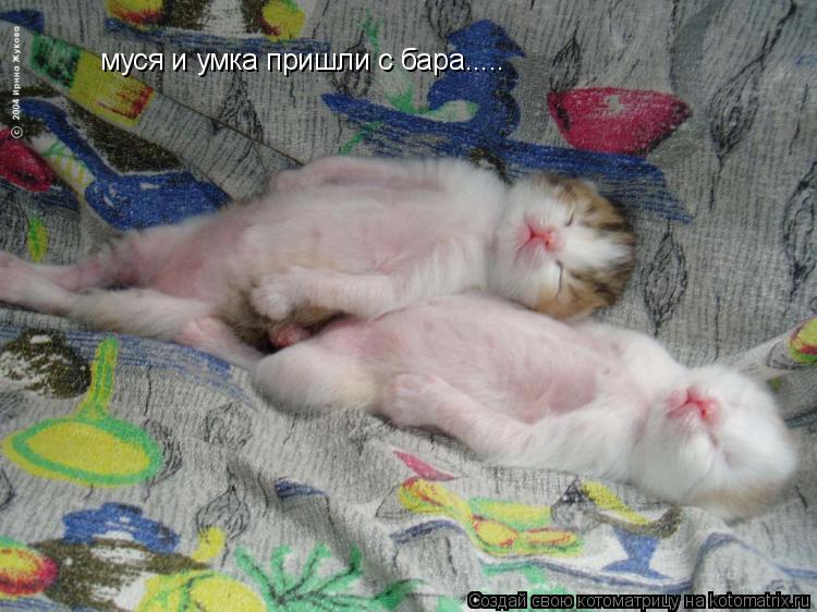 муся и умка пришли с бара........ Котоматрица: муся и умка пришли с бара.....
