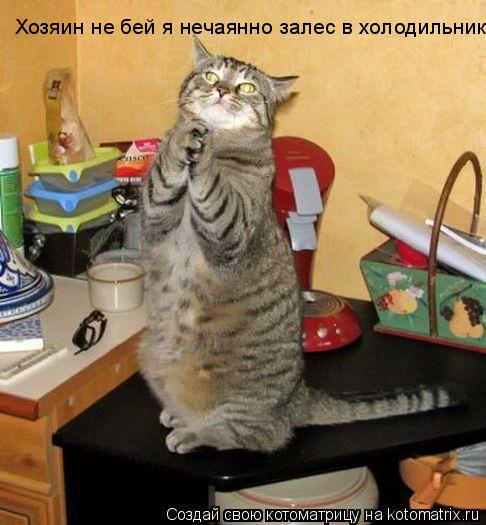 Хозяин не бей я нечаянно залес в холодильник... Котоматрица: Хозяин не бей я нечаянно залес в холодильник